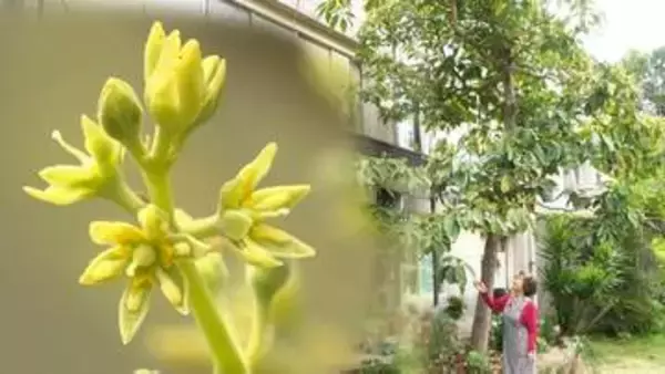 亡き夫との“愛のアボカド”今年も開花　夫の勧めで29年前に購入→庭に捨てた種が9ｍの木に「いっぱい咲いて、嬉しくて、嬉しくて⋯」【高知・宿毛】