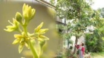 亡き夫との“愛のアボカド”今年も開花　夫の勧めで29年前に購入→庭に捨てた種が9ｍの木に「いっぱい咲いて、嬉しくて、嬉しくて⋯」【高知・宿毛】