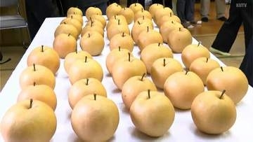 猛暑・渇水で「木が日に焼ける」も、生産者の努力で上々の梨に！「平均糖度14.5度」甘～い秋の味覚「新高梨」