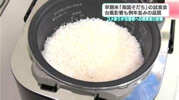 早期米「南国そだち」の試食会　台風影響も例年並みの品質　コメ余りが生産者への概算金に影響
