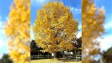 樹齢100年越え、駅のシンボル“大イチョウ”　今年最後の輝きを放ち冬支度を進める【高知・日高村】