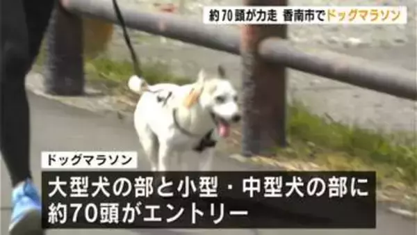 小型犬から大型犬まで約７０頭が出走！愛犬とともに走る「ドッグマラソン」高知初開催