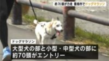 小型犬から大型犬まで約７０頭が出走！愛犬とともに走る「ドッグマラソン」高知初開催
