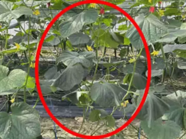 「有効な農薬がない」高知県で初確認の病気「キュウリ黒点根腐病」　晴天の日に“しおれ”繰り返す症状に注意