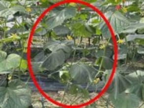 「有効な農薬がない」高知県で初確認の病気「キュウリ黒点根腐病」　晴天の日に“しおれ”繰り返す症状に注意