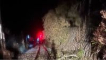 倒木と普通列車が接触、JR土讃線の一部区間で運転見合わせ（20日21時時点）