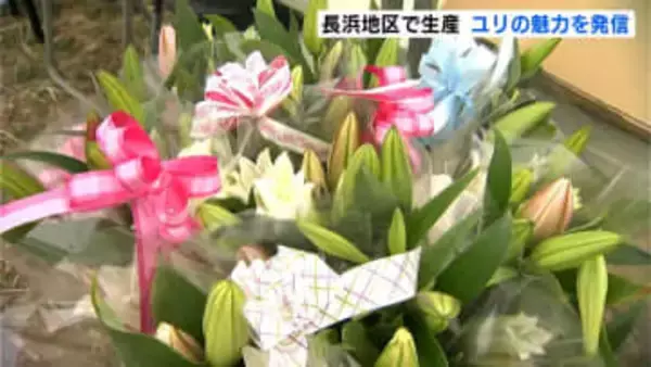 「長浜地区のユリは主役感がある」高知県内有数のユリの生産地・長浜地区でユリをPR「こじゃんと！ゆり海道2026」