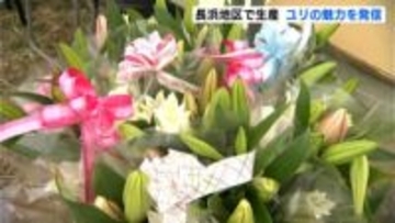 「長浜地区のユリは主役感がある」高知県内有数のユリの生産地・長浜地区でユリをPR「こじゃんと！ゆり海道2026」