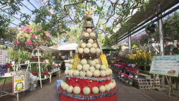 「重たい！」メロンを運んで完成、高さ2mの“ツリー”　園児が飾り付け、最終日には1個1500円で販売も【高知】