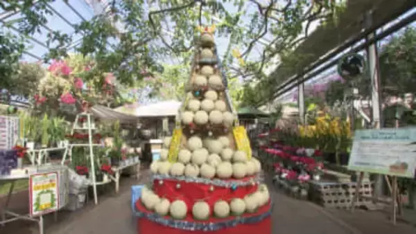 「重たい！」メロンを運んで完成、高さ2mの“ツリー”　園児が飾り付け、最終日には1個1500円で販売も【高知】