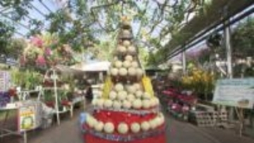 「重たい！」メロンを運んで完成、高さ2mの“ツリー”　園児が飾り付け、最終日には1個1500円で販売も【高知】