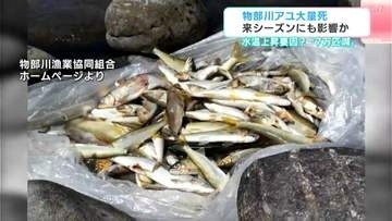 物部川でアユ大量死、渇水・猛暑で約7万匹減少か⋯歴数十年の漁師も「これほどの死体、見たことがない」生き残ったアユも弱って反応鈍く
