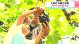 「「粒がそろって糖度ものってる！」お気に入りの一房を見つけて！高知県大月町の観光農園でブドウ狩り始まる」の画像1