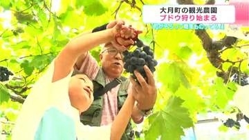 「粒がそろって糖度ものってる！」お気に入りの一房を見つけて！高知県大月町の観光農園でブドウ狩り始まる