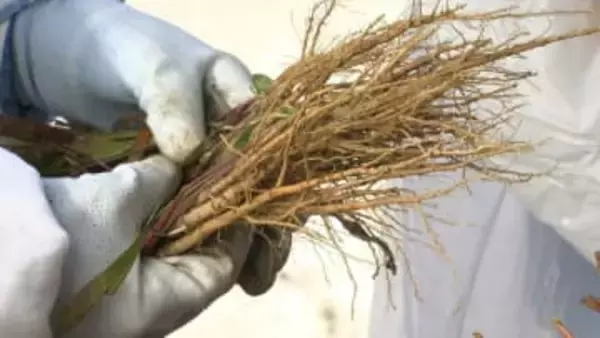 地元栽培の薬用作物「ミシマサイコ」中学生が収穫・加工　大手漢方メーカー20種の漢方薬に使用