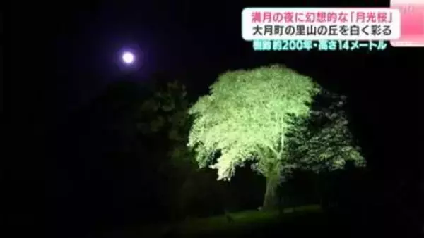 「樹齢約200年、月夜に浮かぶ幻想の白…『月光桜』が見頃　満月との共演が作り出す“神々しい”里山の夜　高知・大月町」の画像