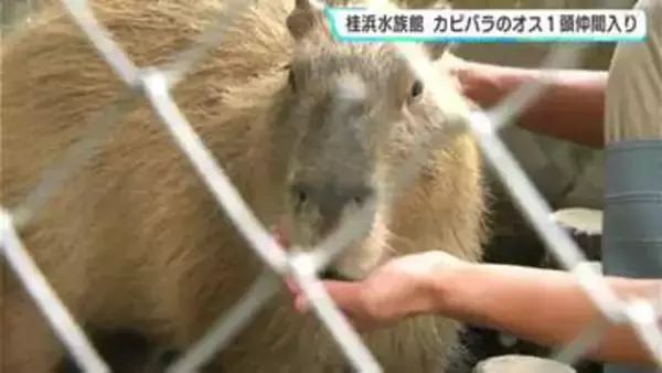 桂浜水族館　カピバラのオス１頭が仲間入り　6日から一般公開