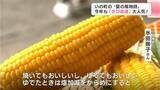 「風物詩きび街道の新鮮トウモロコシ、農家おすすめは「塩加減を辛めに茹でると一層おいしい」　遠方から「近所・親戚におすそ分け」で訪れた人も【高知・いの町】」の画像1