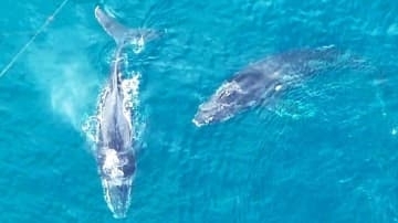 定置網にクジラ“2頭”迷い込む…体長10m、漁師は「2頭が入ったことは無い、たまげた！」　翌朝には姿見えず海に帰ったか【高知・土佐清水】