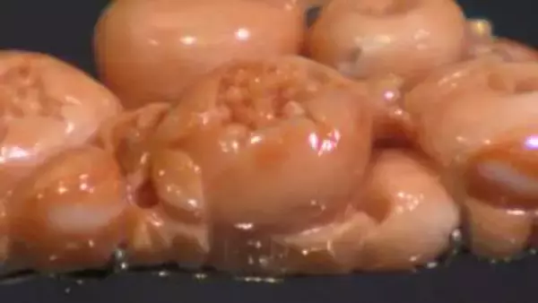 「サンゴの“かんざし・帯留め”女性を彩った装飾品が一同に　厚さ数ミリの繊細な世界、江戸時代には地中海のサンゴも使われていた【高知】」の画像