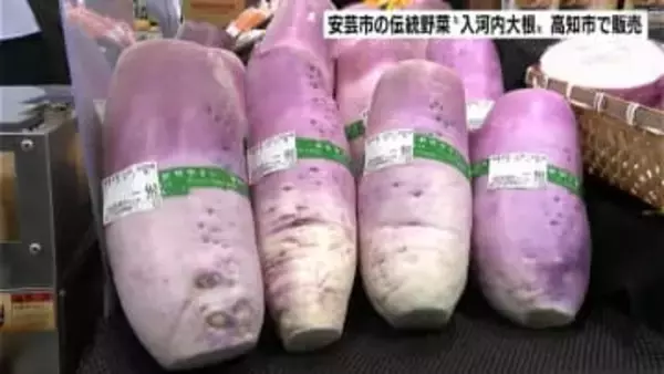 「味が普通の大根と違う」安芸市の伝統野菜『入河内大根』を高知市で販売