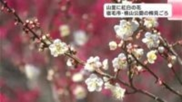 公園で“紅白の梅の花”見ごろ「車を降りた途端、すごく香りが良いなと」　7種類・約350本の梅の木が出迎える【高知・宿毛】