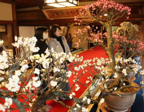 滋賀県長浜市で「長浜盆梅展」