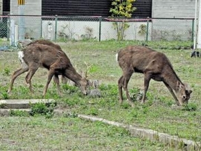 「ほとんどいないはず」の観光地近く、シカの目撃相次ぐ　京都・向日市が注意喚起