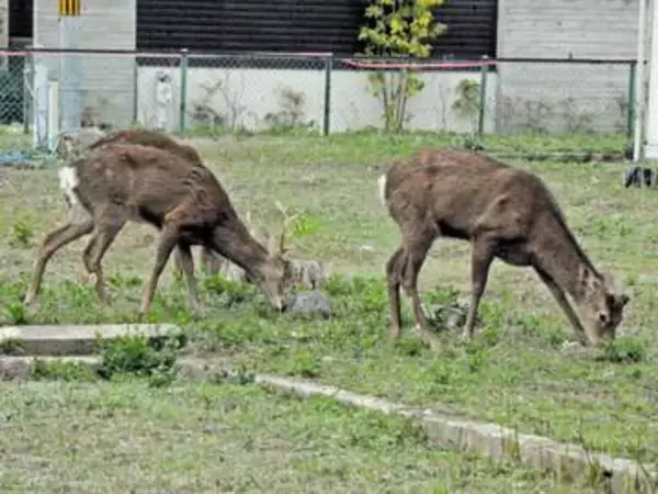 「ほとんどいないはず」の観光地近く、シカの目撃相次ぐ　京都・向日市が注意喚起