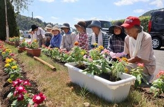 京都府中部「まちの玄関口」　地元愛好家たちがニチニチソウとマリーゴールドで彩る