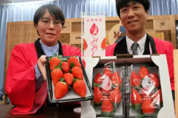 滋賀県産のオリジナルイチゴ、芳醇な香りは「あまおう」の10倍！？　試食会も