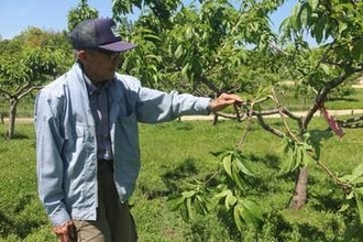 鹿の食害が深刻化　園芸店や公園の花壇も荒らされ「エサ植えてるようなもの」