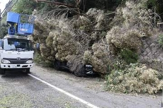 【速報】高さ30メートルの木が倒れ、走行中の車を直撃　女性と2歳男児を救出　滋賀