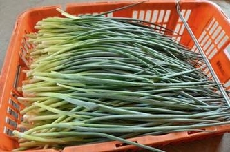 窃盗や産地偽装…人気の京野菜「九条ねぎ」相次ぐ不正　猛暑影響で安定供給難しく、対策求める声