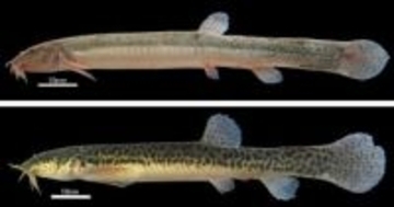 「なぜここまで増えたのか」淀川水系のドジョウ、中国大陸由来が拡大　京都府内で初確認も