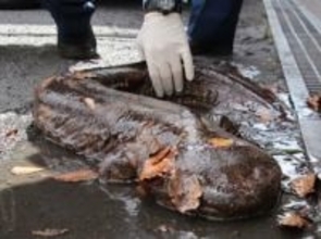 京都の鴨川に生息する「オオサンショウウオ」　特別天然記念物の在来種は「ほぼ絶滅状態」