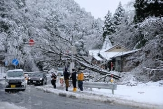 国道に高さ20メートル超の倒木、積雪の影響か　京都府北部、片側交互通行に