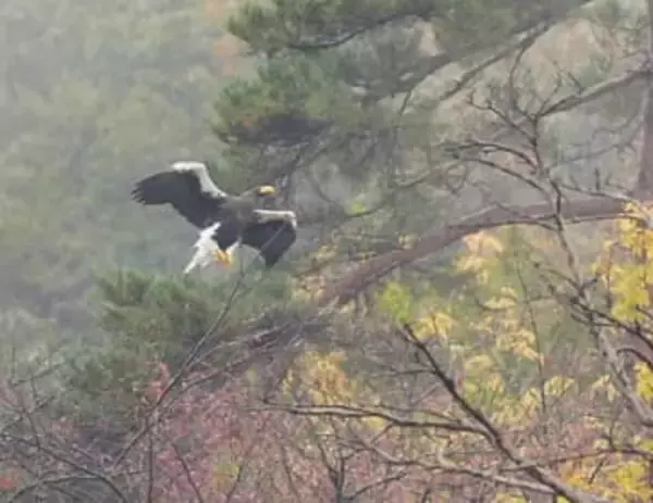 「国内最高齢」のオオワシ「山本山のおばあちゃん」ロシア・カムチャツカへ旅立つ