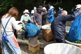 抹茶ブームで「お茶摘みさん」希望者殺到　京都ならではの人手に注目も「油断できない」事情が