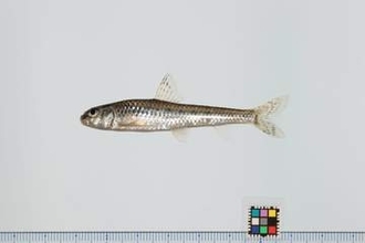 滋賀県・琵琶湖の南湖で「ゼゼラ」「カネヒラ」在来魚が回復の兆し　外来魚の脅威は消えず