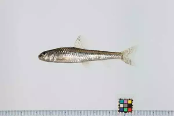 滋賀県・琵琶湖の南湖で「ゼゼラ」「カネヒラ」在来魚が回復の兆し　外来魚の脅威は消えず