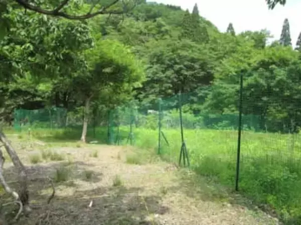 実は恐ろしい…崖崩れまで引き起こす「野生動物」の脅威　京都大研究者ら「食害防止柵」効果を全国調査へ