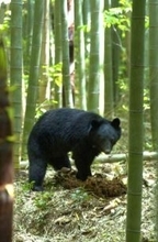 【速報】「クマがいる」京都市の観光名所付近でクマ3頭の目撃情報　川沿い歩く、親グマと子グマか