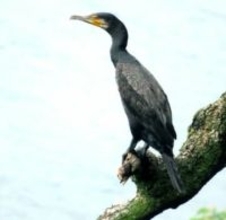 滋賀の「厄介もの」が再び増加傾向に　銃器での駆除難しく、住宅地に影響も