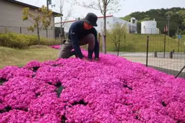 春を届ける鮮やかなピンクのじゅうたん　京都の工業団地に4万株のシバザクラ「感動届けられたら」