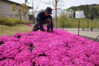 春を届ける鮮やかなピンクのじゅうたん　京都の工業団地に4万株のシバザクラ「感動届けられたら」