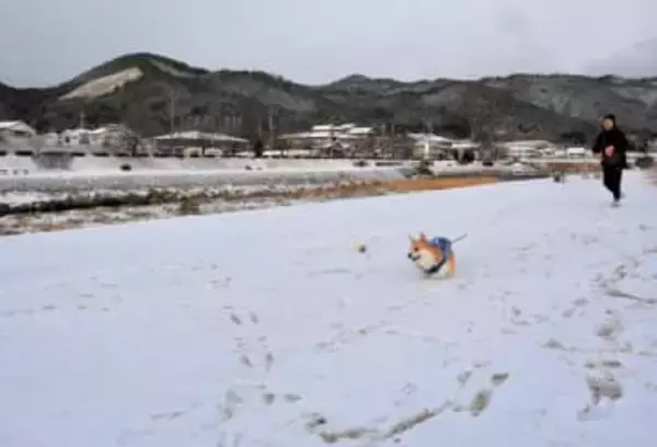 【速報】京都・鴨川が雪化粧、舞鶴市は27センチ　京都府北部は警報級大雪、さらに60～70センチ恐れ