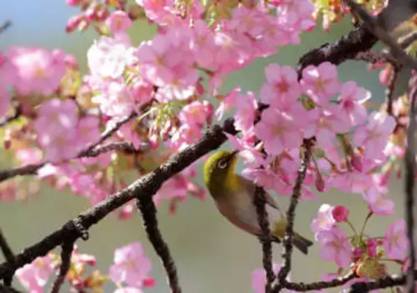 早咲き桜とたわむれるメジロ　啓蟄の京都に一足早い春