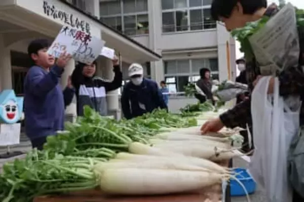 滋賀の小学生、自分たちで育てたダイコン販売　売り上げを大分・佐賀関の火災被災地へ寄付