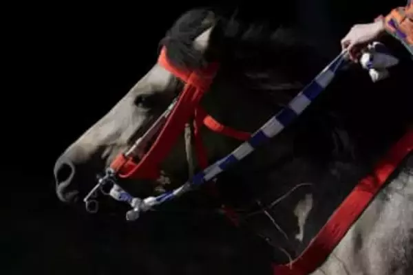 30年間で半減…日本の「在来馬」とはどんな馬なのか　サラブレッドと異なる特徴、滋賀には珍しい牧場が